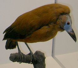  Perissocephalus tricolor