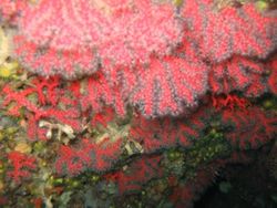  Corail rouge (Corallium rubrum)