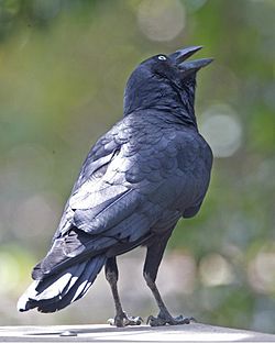  Corvus orru