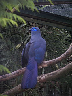  Coua bleu (Coua caerulea)