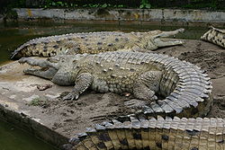  Crocodile de l'Orénoque
