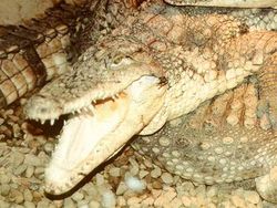  Crocodylus rhombifer du zoo de Wroclaw