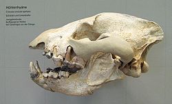  Crâne de Hyène des cavernes