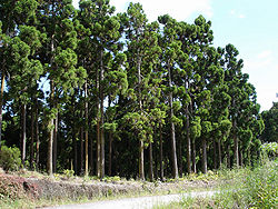  Forêt de cryptomerias à la Réunion