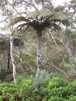  Cyathea glauca, espèce endémique de la Réunion