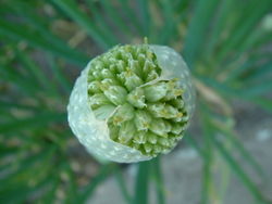  Allium fistulosum