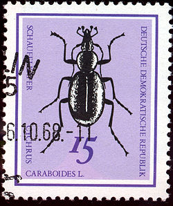  Cychrus caraboides