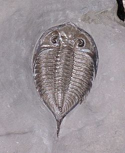 Dalmanites limulurus, un trilobite du sous ordre Phacopina