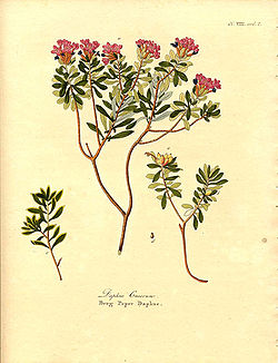  Daphne cneorum