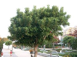  Daphniphyllum teysmannii