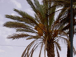  Des dattes dans un palmier