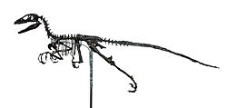  Squelette d'un Deinonychus