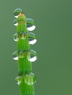  Equisetum fluviatile