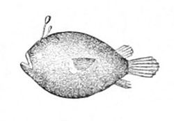  Diceratias bispinosus