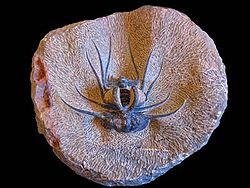  Trilobite du type Dicranorus Monstrusus, Maroc