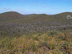 alt= Une vue, en Australie, d'une zone de végétation  atteinte par Phytophtora cinnamomi