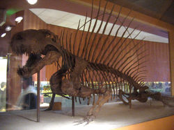  Reconstitution de Dimetrodon grandis au National Museum of Natural History