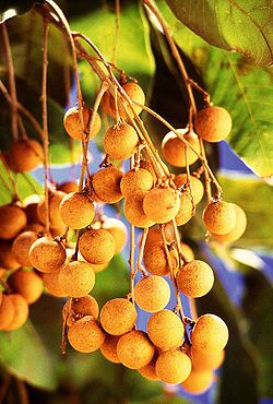  Grappes de fruits mûrs de Longan