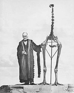  Richard Owen présentant un squelette de moa
