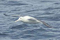  Albatros royal (Diomedea epomophora)