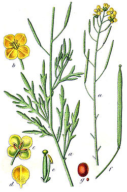  Diplotaxis tenuifolia
