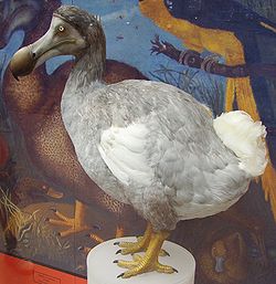 alt= Reconstitution moderne d'un dodo au Muséum d’Histoire Naturelle d’Oxford