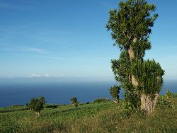  Bois de chandelle à la Réunion