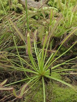  Drosera capensis