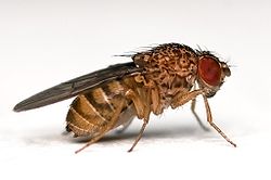  Drosophila repleta