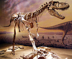  Squelette d'Albertosaurus au Royal Tyrrell Museum (Canada).