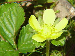  Une fleur de Duchesnea indica, un faux fraisier