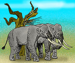  Reconstruction d'Elephas recki