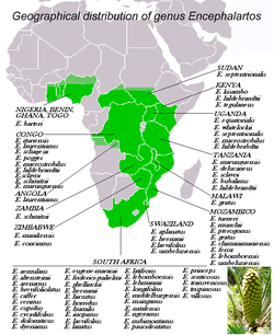 Encephalartos distribution.png