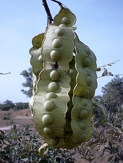  Fruit de Entada africana