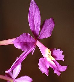  Epidendrum