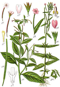  Epilobium roseum et Epilobium obscurum