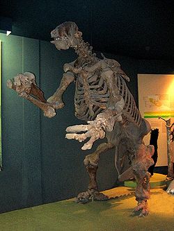  Squelette d’Eremotherium au NMNH, Washington, DC.
