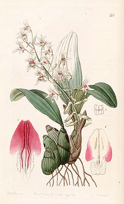  Eria bractescens