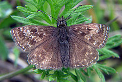 Grisette (Erynnis tages)