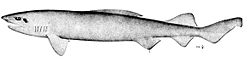 Etmopterus spinax