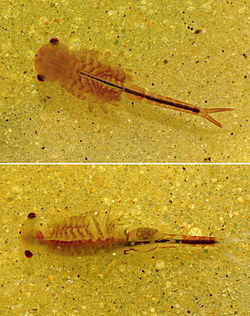 Eubranchipus grubiile mâle en haut, la femelle en bas