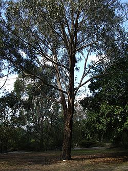 Un Eucalyptus goniocalyx