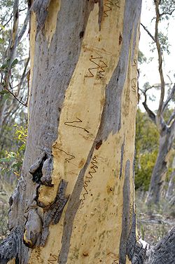  Eucalyptus haemastoma