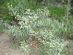  Eucalyptus kruseana