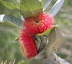  Eucalyptus macrocarpa