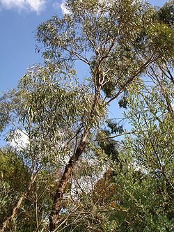  Eucalyptus polybractea