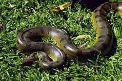  grand anaconda (Eunectes murinus)