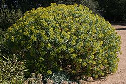  Euphorbia characias