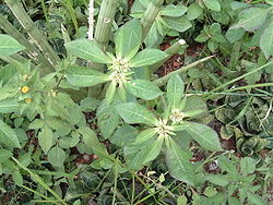  Euphorbia heterophylla