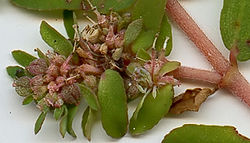  Euphorbe maculée (Euphorbia maculata)